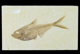 Fossil Fish (Diplomystus) - Green River Formation #137978-1